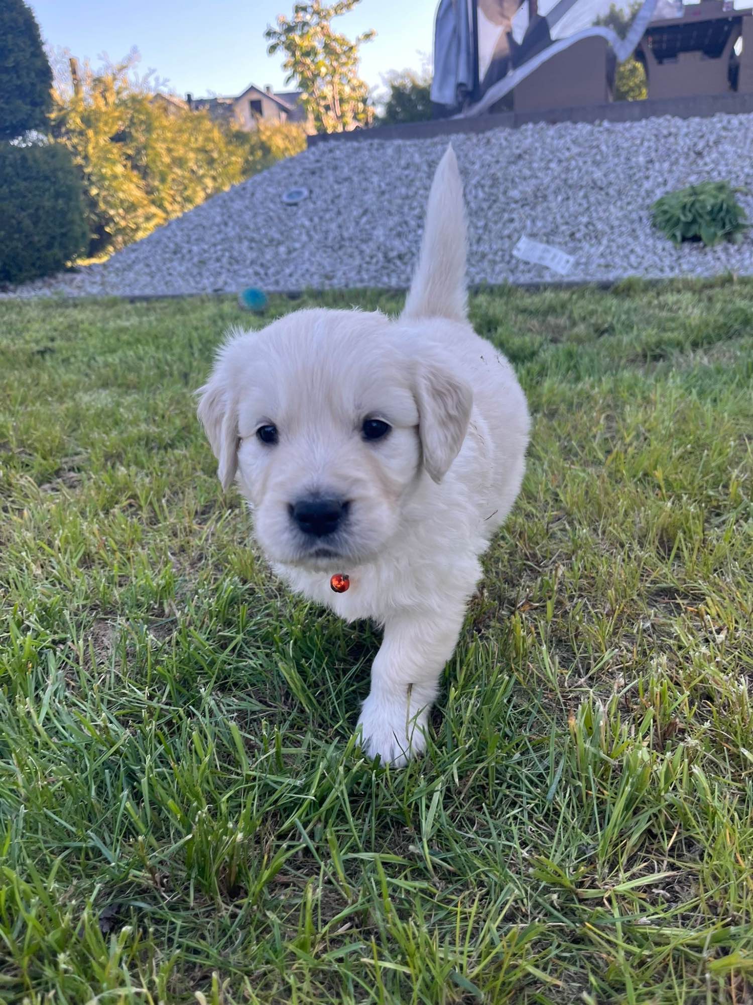 Szczeniaki Golden Retriever Góra - zdjęcie 5