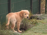 Golden Rretiever szczeniak Stargard - zdjęcie 4
