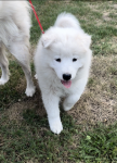 Samoyed / Samojed szczeniak Jasionka - zdjęcie 7