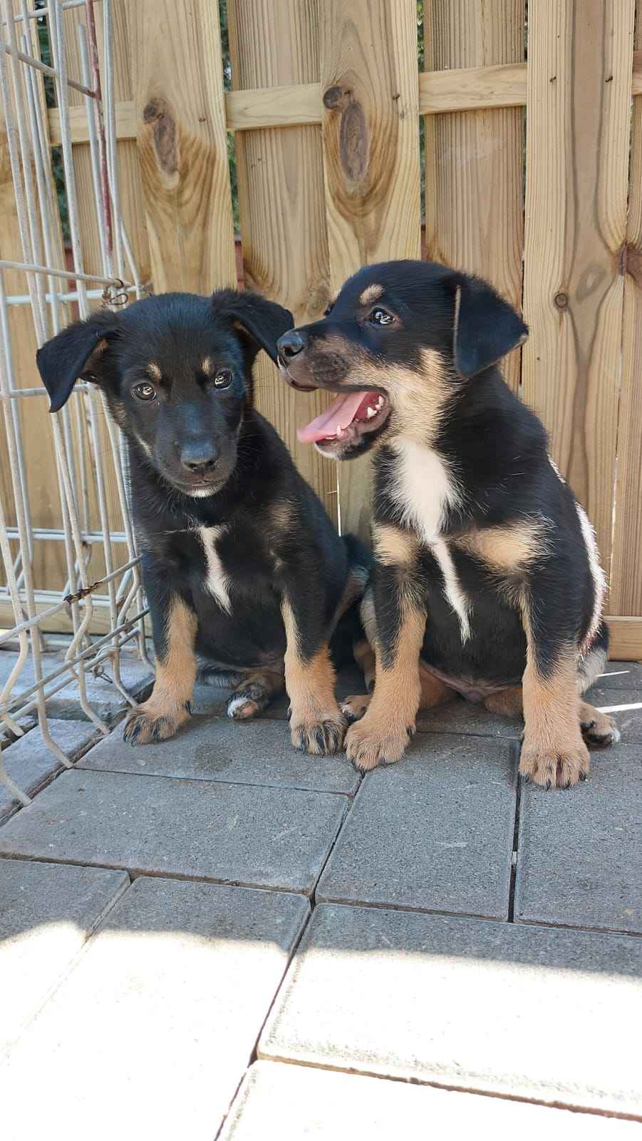 Jaś i Jacuś - 8 tygodniowe SZCZENIAKI do adopcji! Olsztyn - zdjęcie 2