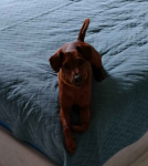 Pinczer miniaturowy z metryką FCI - rodowód ZKwP Wilda - zdjęcie 9