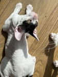 Cornish rex kocurek wyjątkowe oczy Nowe Miasto - zdjęcie 3