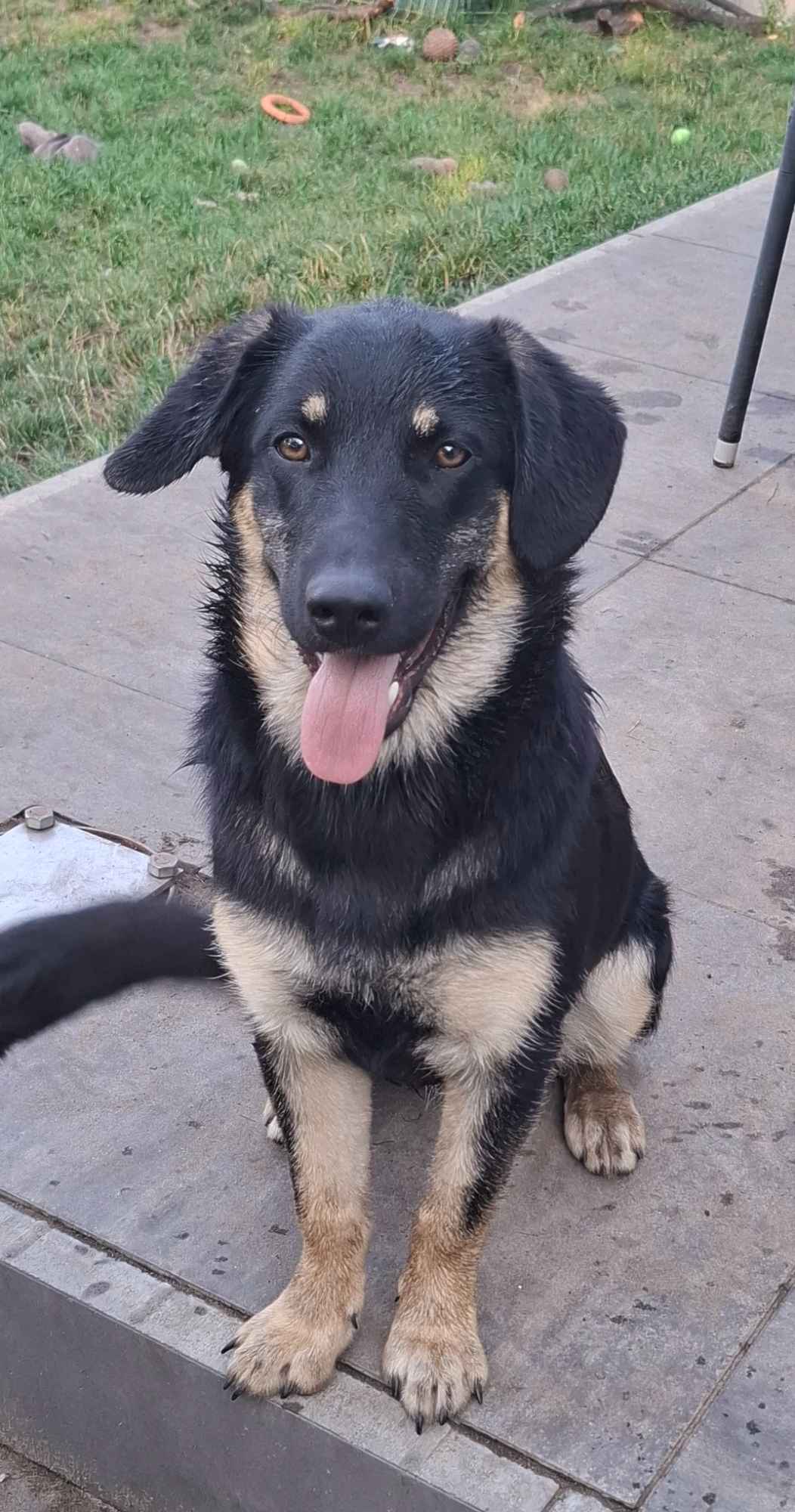 Fryc - młodziutki, wesoły, kochający człowieka Olsztyn - zdjęcie 1