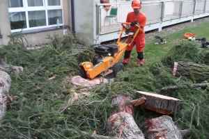 Wycinka drzew trudnych. Piotrków Trybunalski - zdjęcie 1