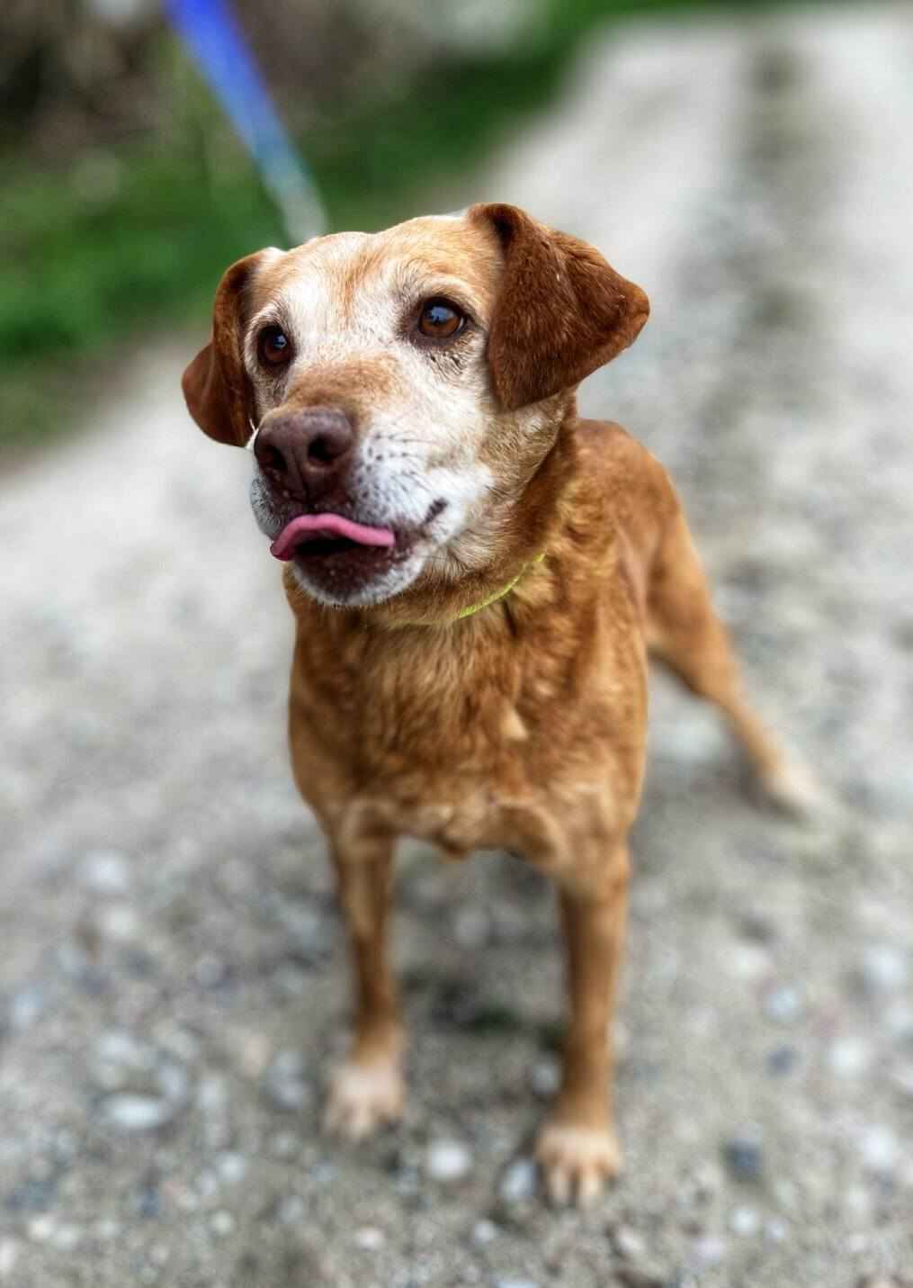 Staś - cudowny psi dziadek, przyjazny i wesoły Olsztyn - zdjęcie 4