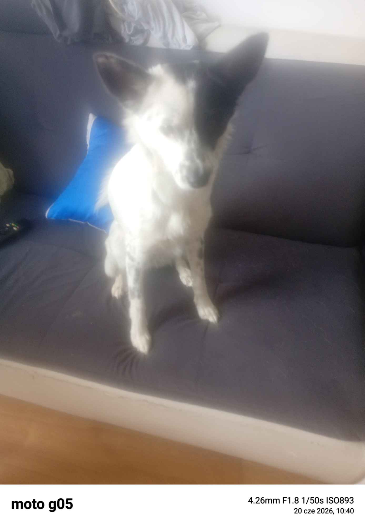 Oddam pieska suczka Tarnowskie Góry - zdjęcie 2