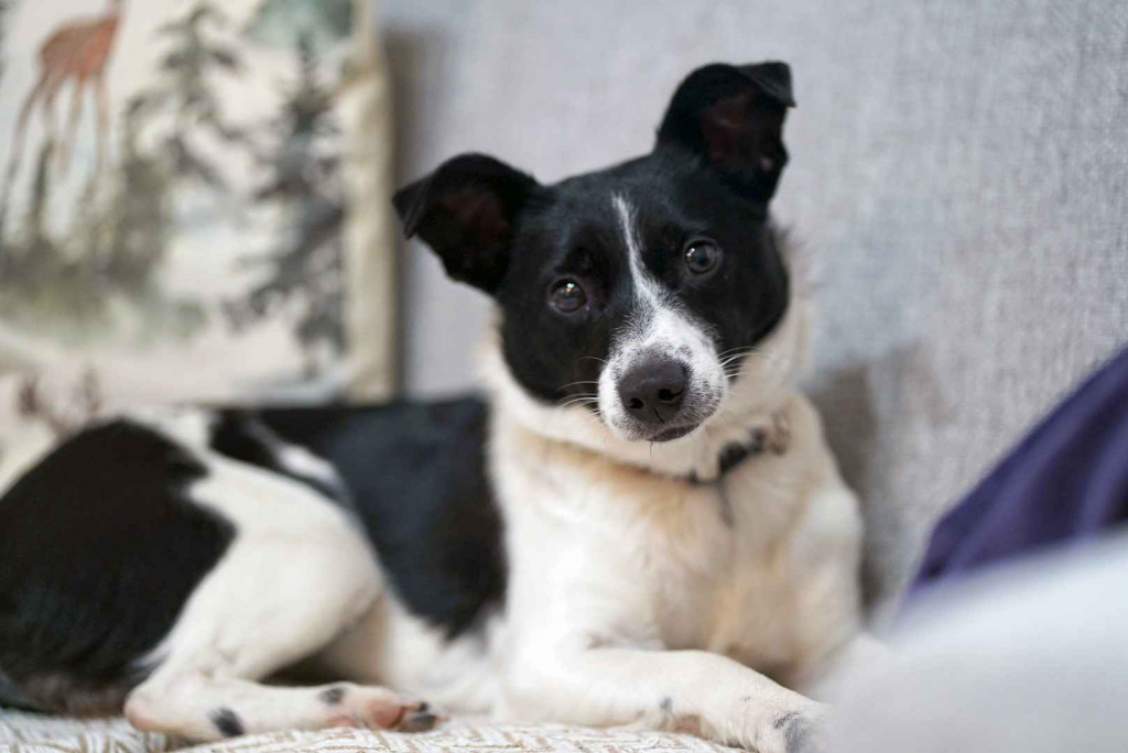 Dwie nakolankowe, domowe, wesołe sunieczki! Olsztyn - zdjęcie 5