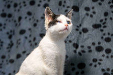 Dwa urocze, wesołe kocięta szukają domów! Olsztyn - zdjęcie 8