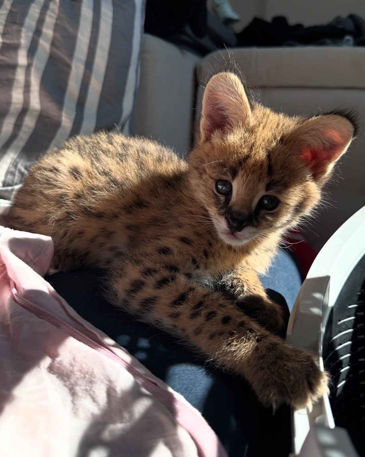 Wyjątkowy serwal: elegancja sawanny w Twoim domu Bemowo - zdjęcie 6