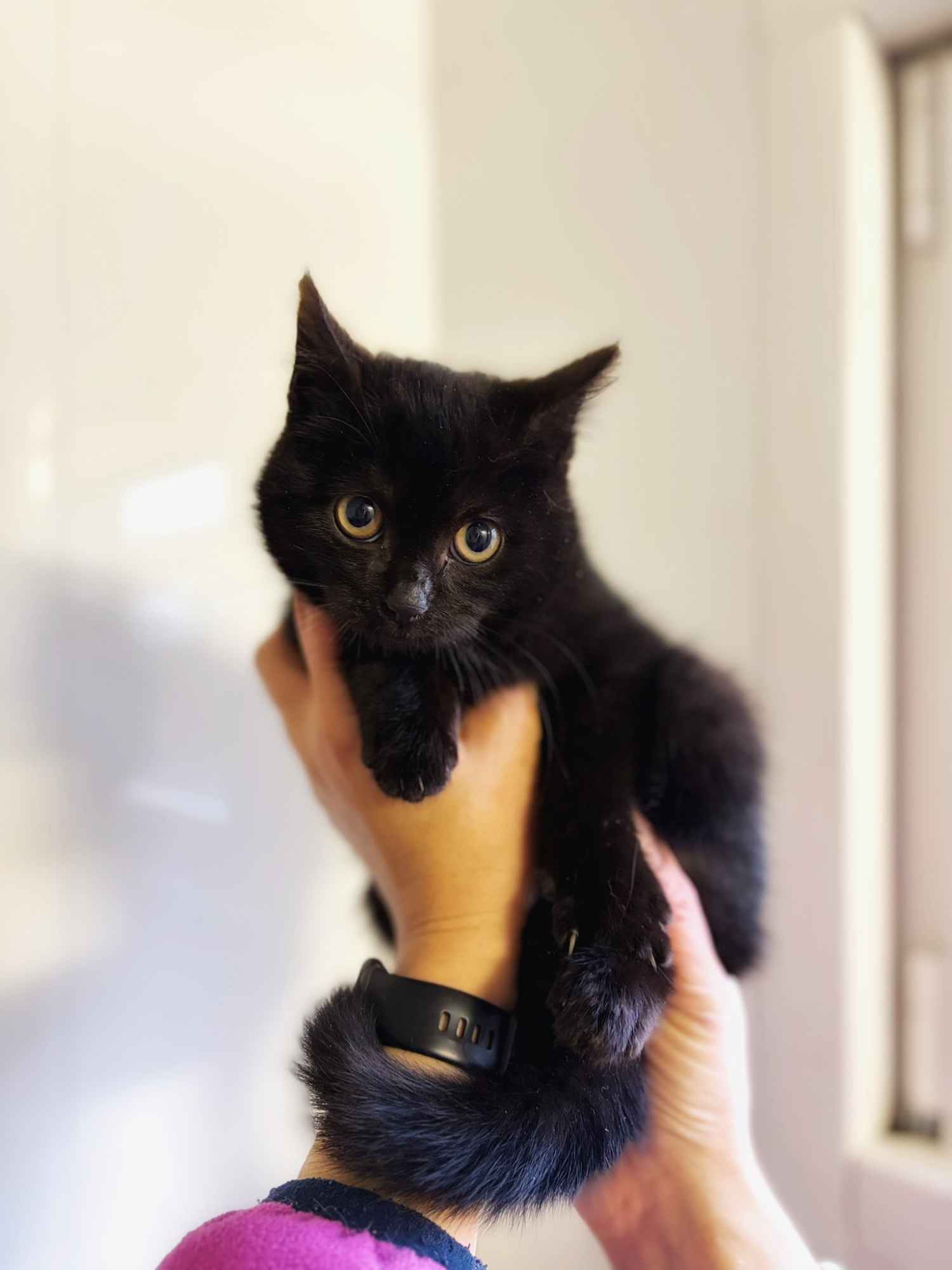 DOSIA - mała, nieśmiała kocia piękność szuka domu! Olsztyn - zdjęcie 1