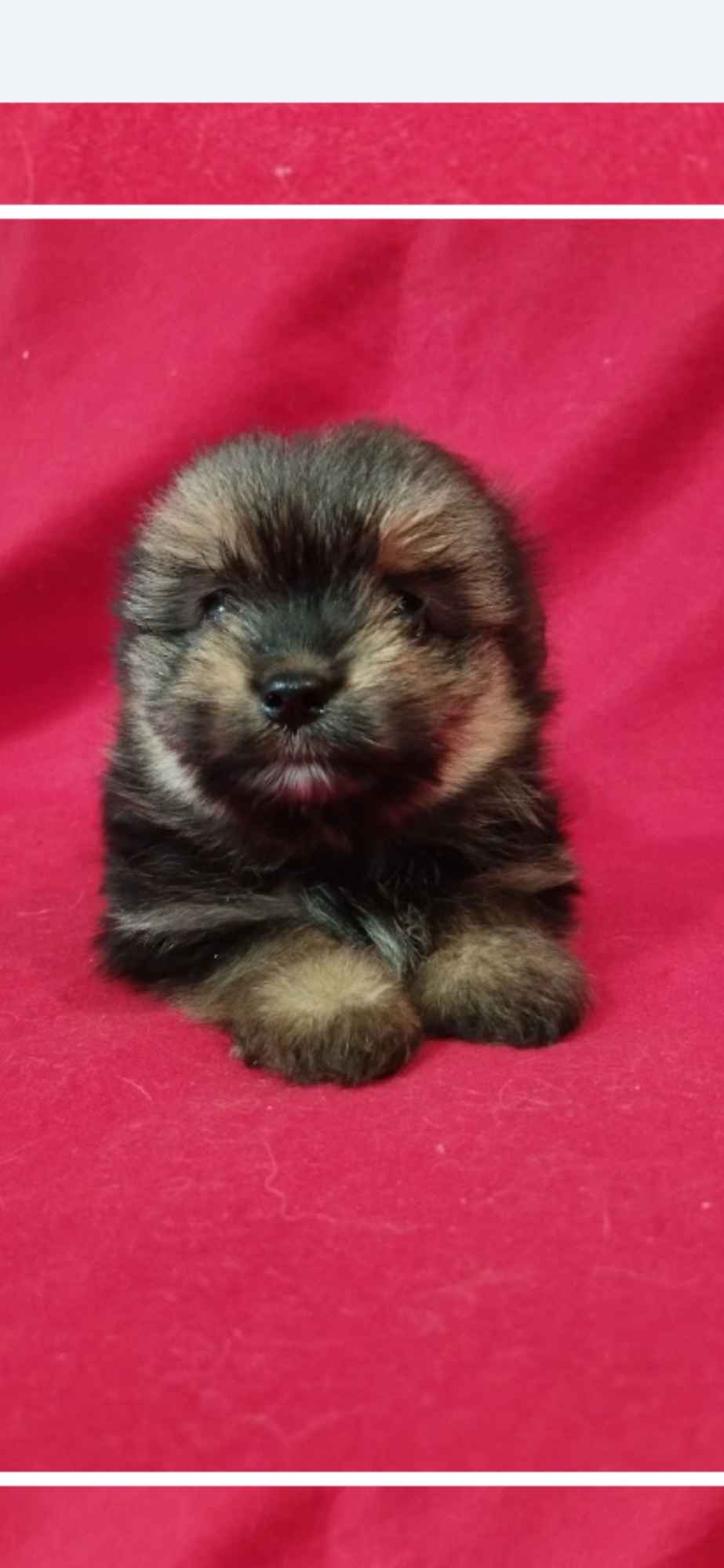 Szczeniaki Mieszańce szpica z yorkiem Wrocki - zdjęcie 6