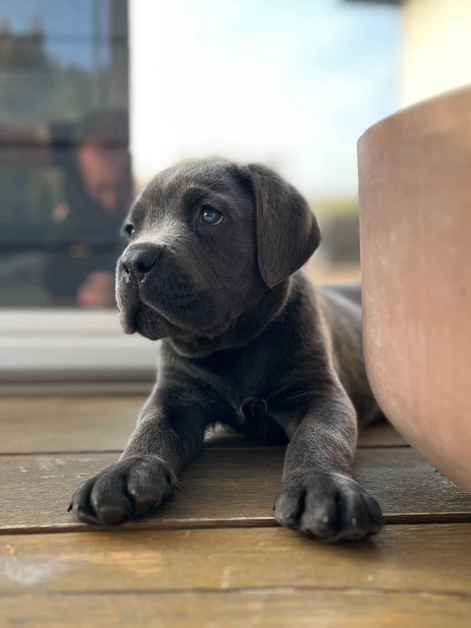 Cane Corso szczeniaki maści błękitnej ur. 06.09.2024 Koźminek - zdjęcie 9