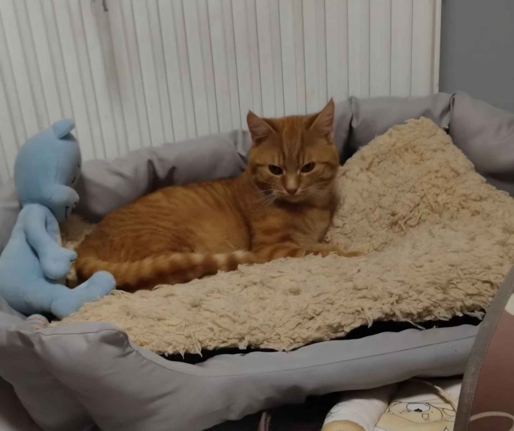 Kotek do adopcji Pabianice - zdjęcie 2