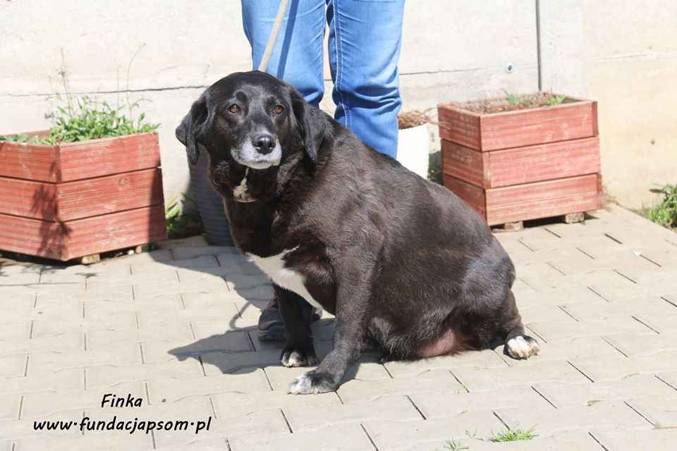 Finka - całe życie w schronisku, pomocy! Olsztyn - zdjęcie 2