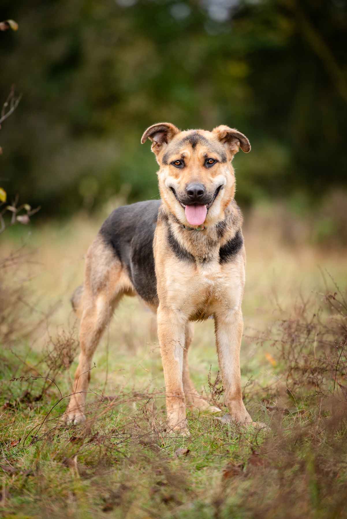 Magnus - młody, niesamowicie wesoły i przyjazny psiak! Olsztyn - zdjęcie 7