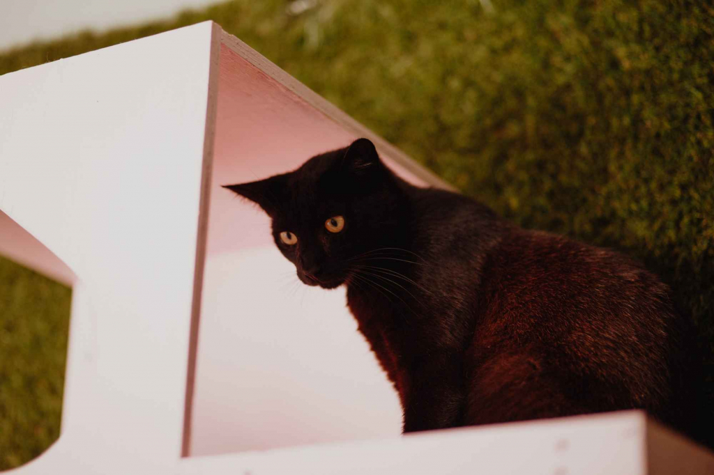 Koks - roczny, cudowny kociak szuka domu! Olsztyn - zdjęcie 2