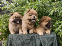 Wzorcowe Chow Chow piękny exterrier rodzice FCI Krapkowice - zdjęcie 10