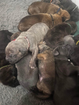 Cane Corso szukają domku Hel - zdjęcie 4