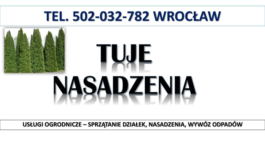 Tuje  sadzenie, cena,  t.504746203. Wrocław, Nasadzenie tui, żywopłot. Psie Pole - zdjęcie 1