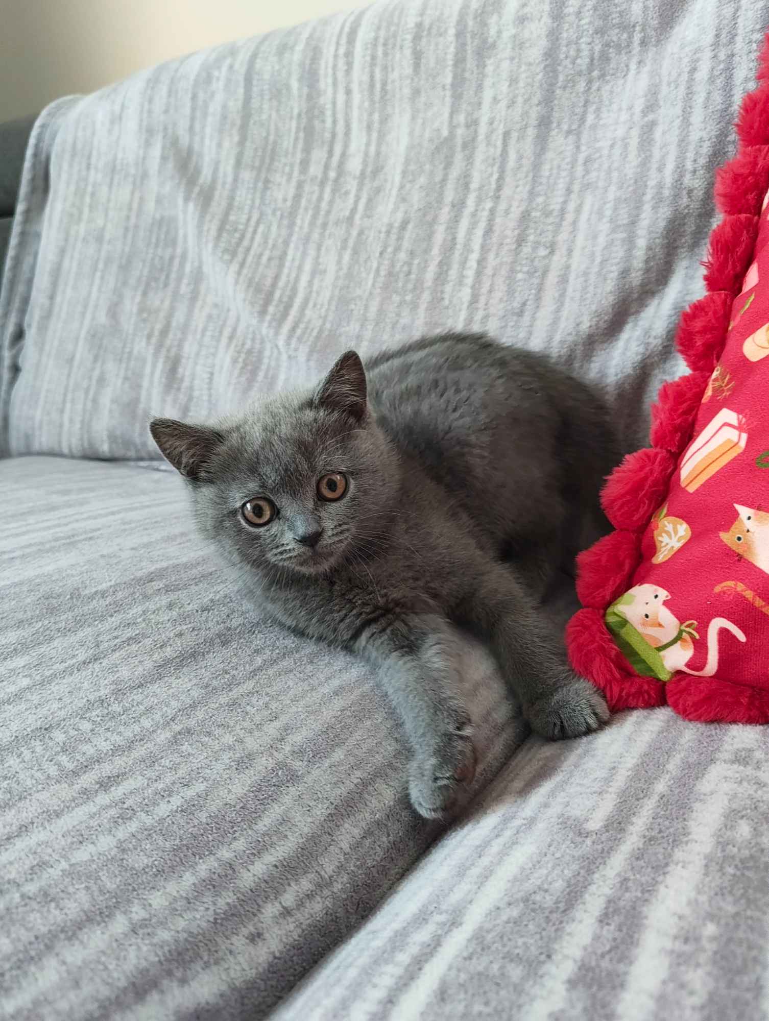 Kotka Brytyjska krótkowłosa niebieska (Lusia) Brwinów - zdjęcie 1