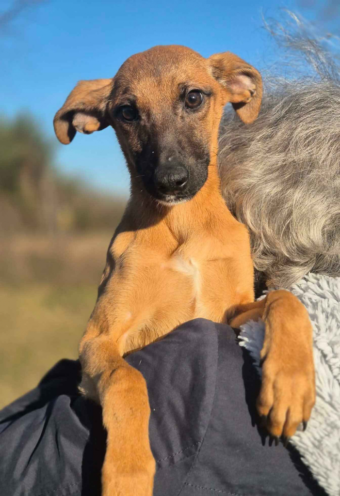 Pelasia - SZCZENIAK, cudna sunia do pokochania! Olsztyn - zdjęcie 3
