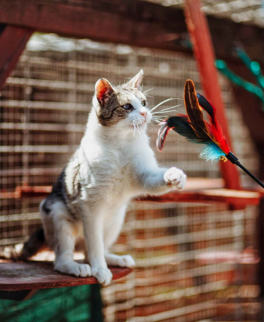 Valentino - wesoły, odważny, przyjazny kocurek! Olsztyn - zdjęcie 2
