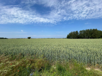 Cztery działki budowalne w spokojnej okolicy! Gortatowo - zdjęcie 7