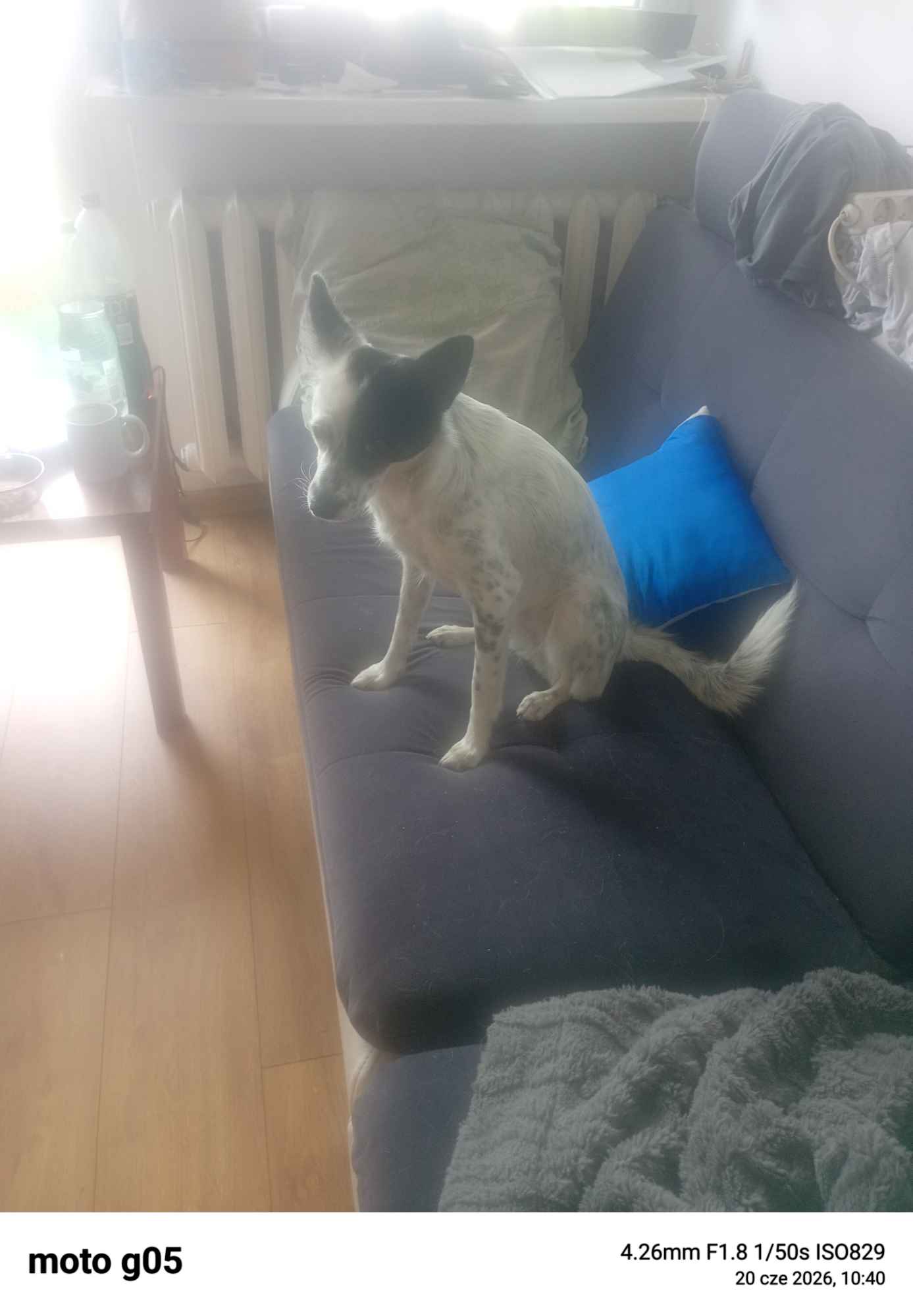 Oddam pieska suczka Tarnowskie Góry - zdjęcie 3