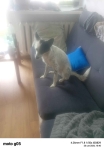 Oddam pieska suczka Tarnowskie Góry - zdjęcie 3