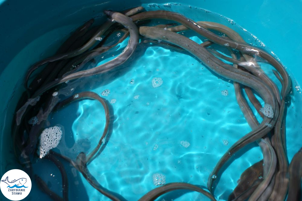 Narybek karp amur tołpyga (węgorz lin sum sandacz jesiotr) Biała Podlaska - zdjęcie 10