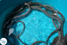 Narybek karp amur tołpyga (węgorz lin sum sandacz jesiotr) Biała Podlaska - zdjęcie 10