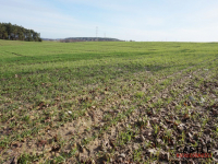 Działka z widokiem na jezioro! Sieraków - zdjęcie 3