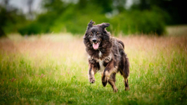 Roki - domowy, młody, przyjazny psiak! Olsztyn - zdjęcie 7