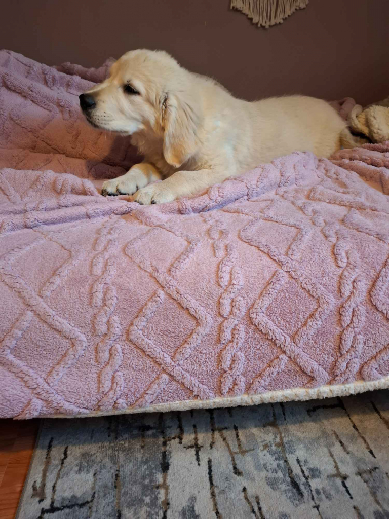 Sprzedam pieska rasy Golden Retriever Leszno - zdjęcie 4