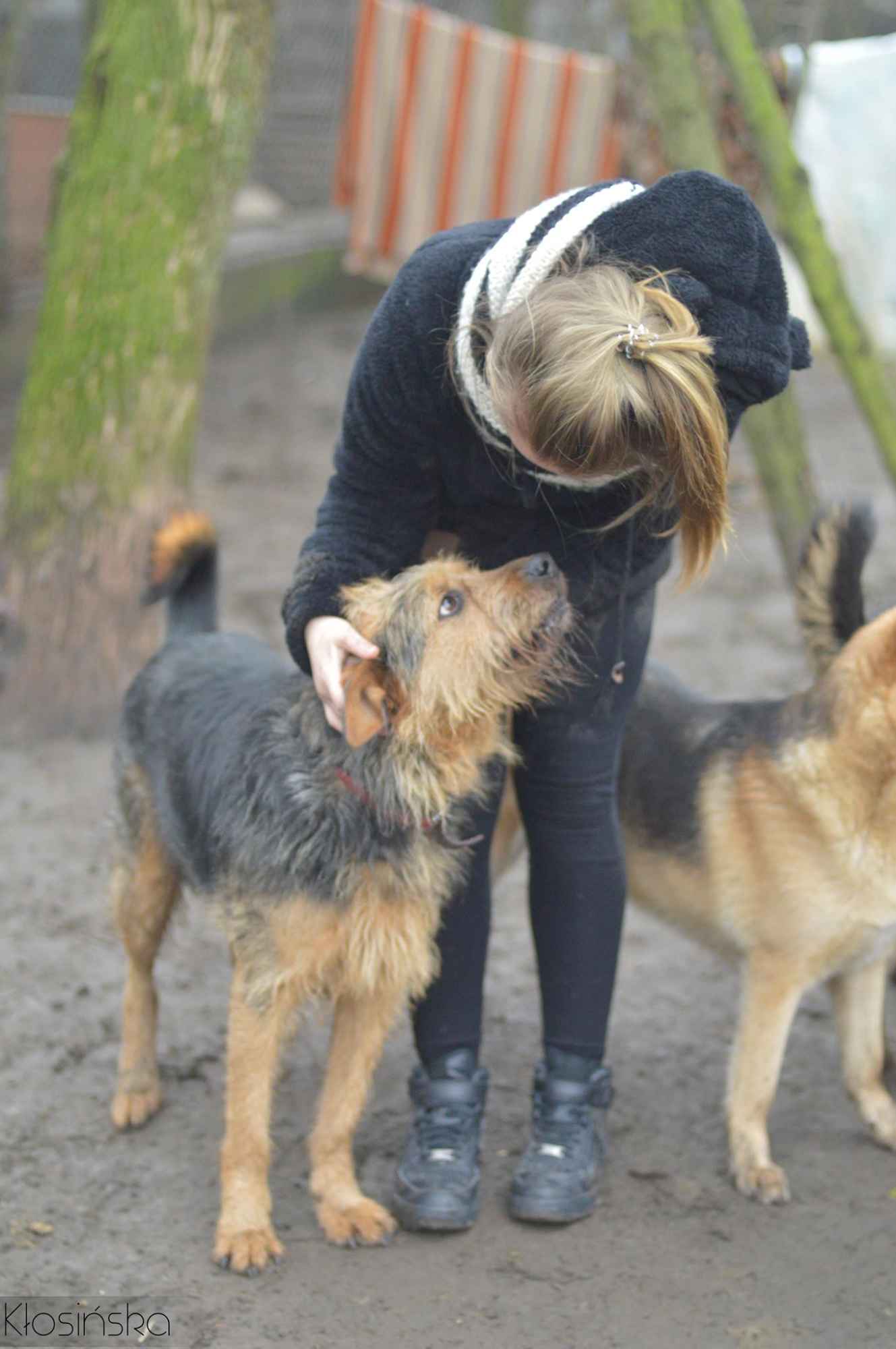 Wezyr - inteligentny psiak w typie terriera Olsztyn - zdjęcie 2