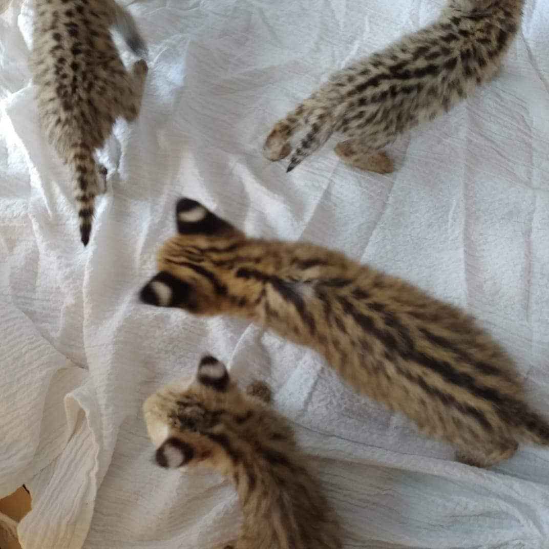 kocięta serwal dostępne na sprzedaż Bemowo - zdjęcie 5