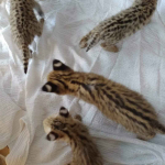 kocięta serwal dostępne na sprzedaż Bemowo - zdjęcie 5