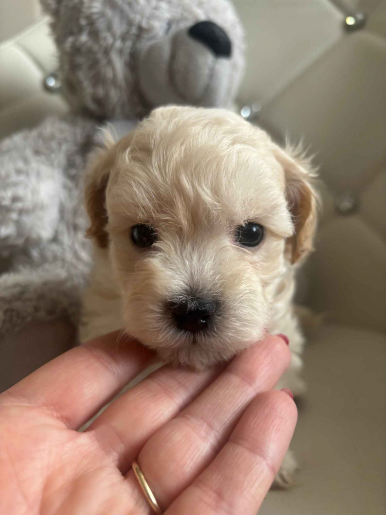 Maltipoo miniaturka 2 kg F1 Częstochowa - zdjęcie 9