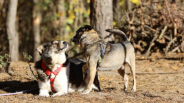 Niewielki Burek szuka domu tymczasowego Olsztyn - zdjęcie 2