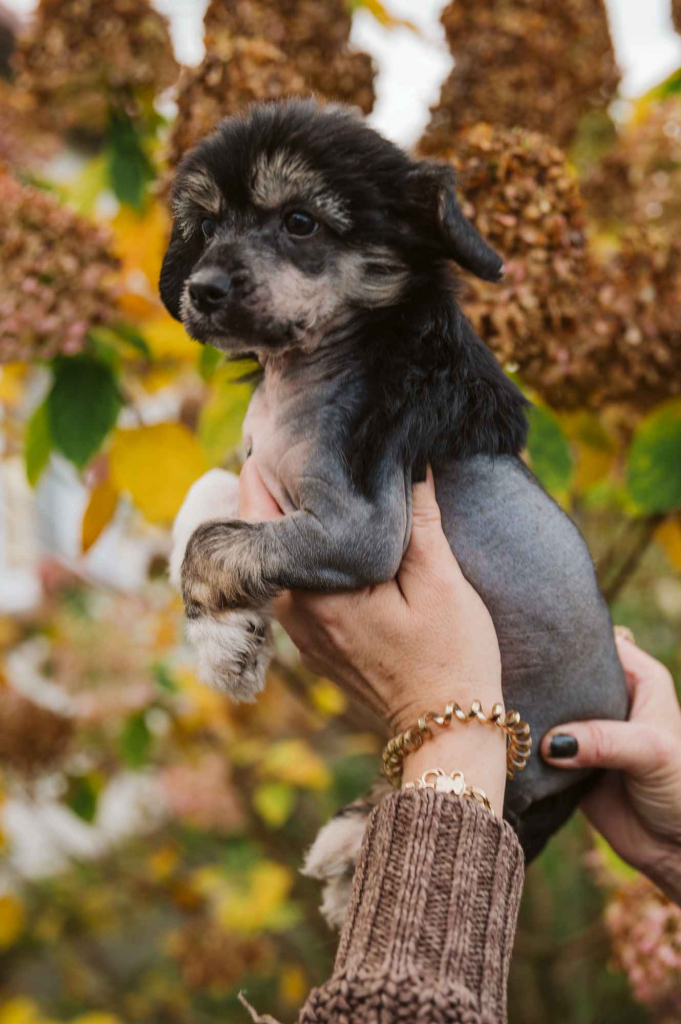 Chiński grzywacz fci Góra - zdjęcie 2