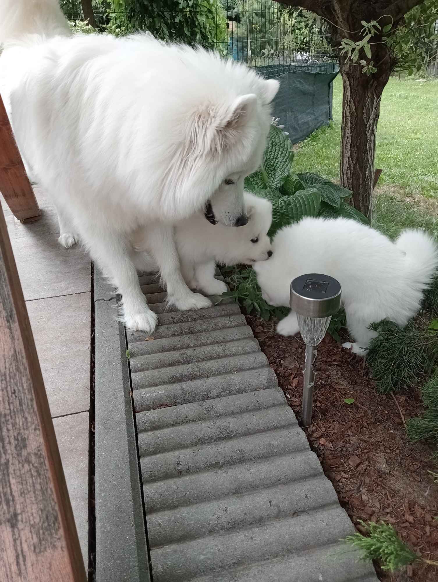 Samoyed Bilcza - zdjęcie 5