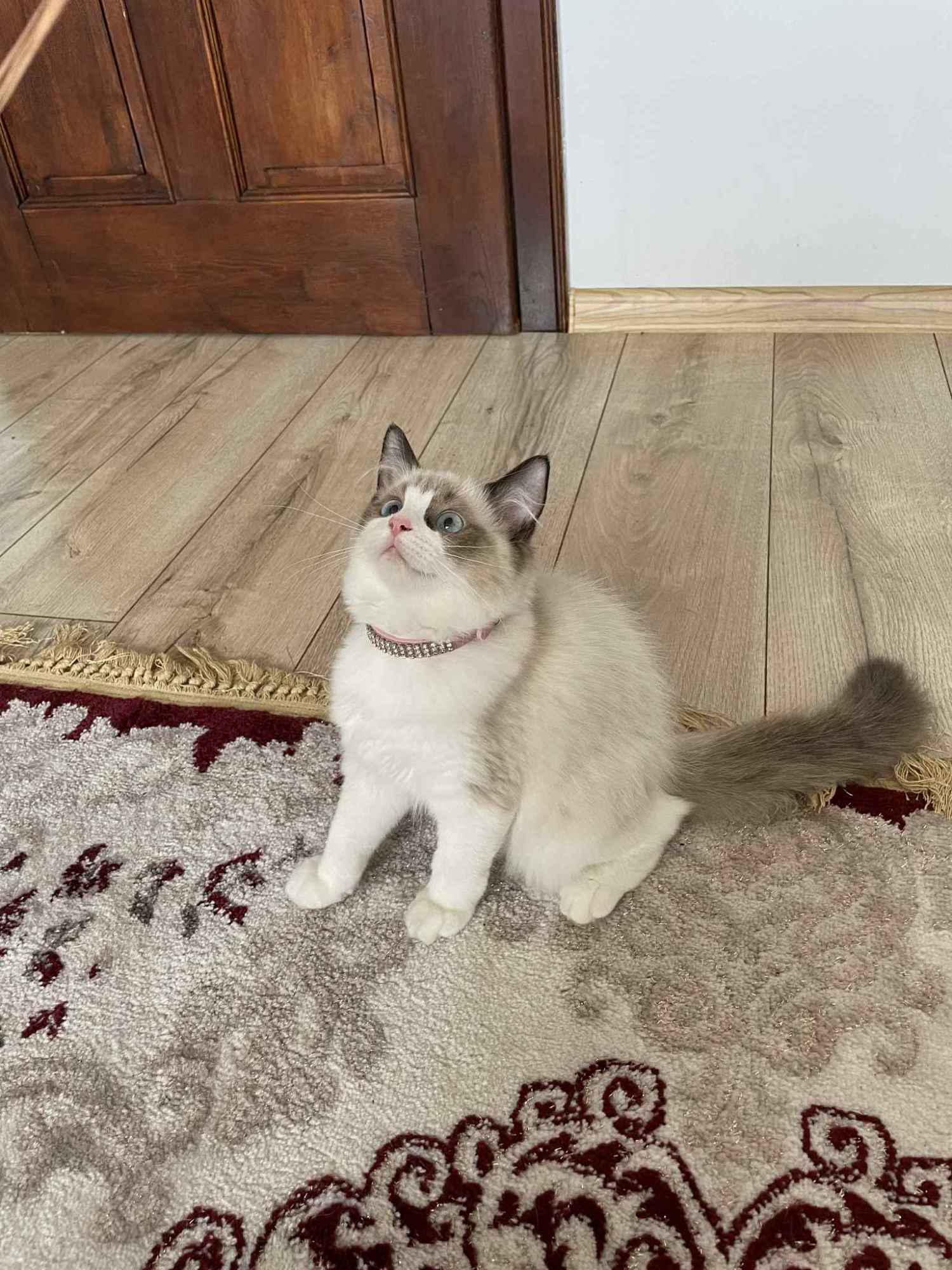 Sprzedam kota rasy Ragdoll FPL/FIFE Wieluń - zdjęcie 1