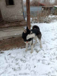 Oddam 15miesiecznego Husky w dobre rece Opatkowice - zdjęcie 2