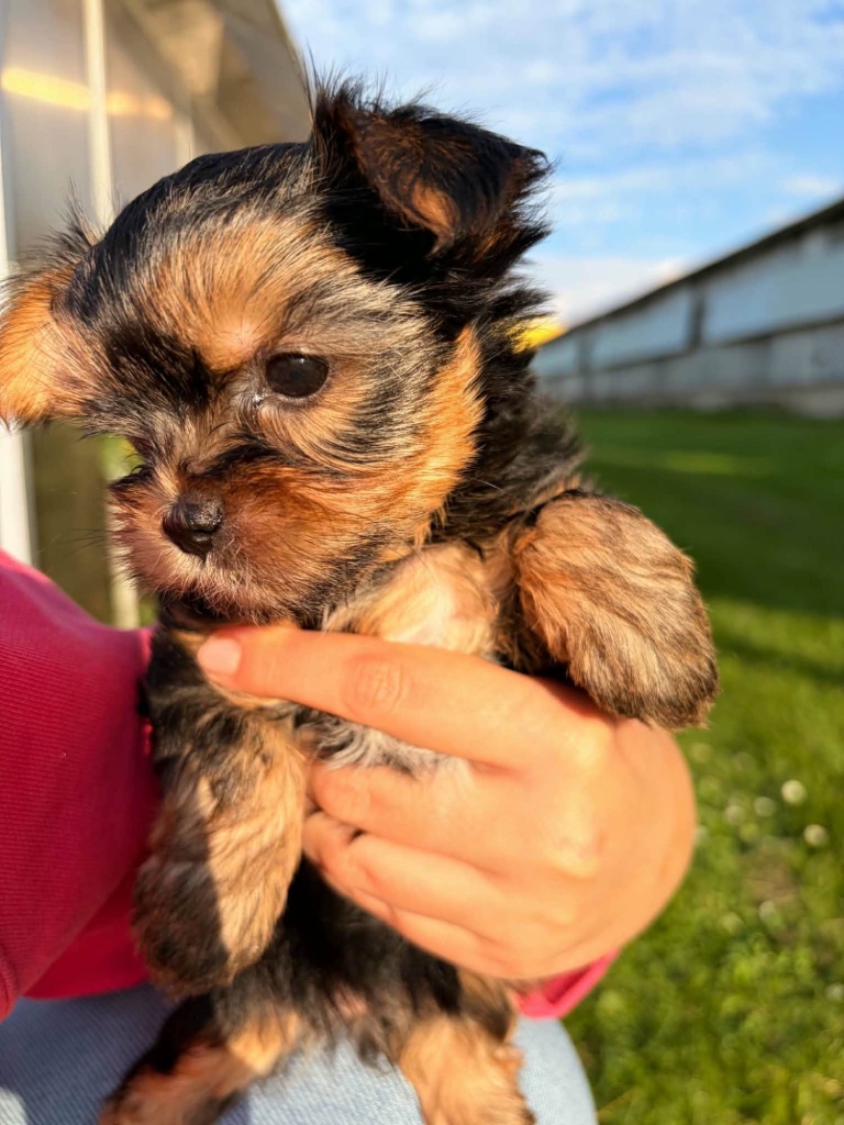 Sprzedam yorkshire terrier suczki Lubawa - zdjęcie 4