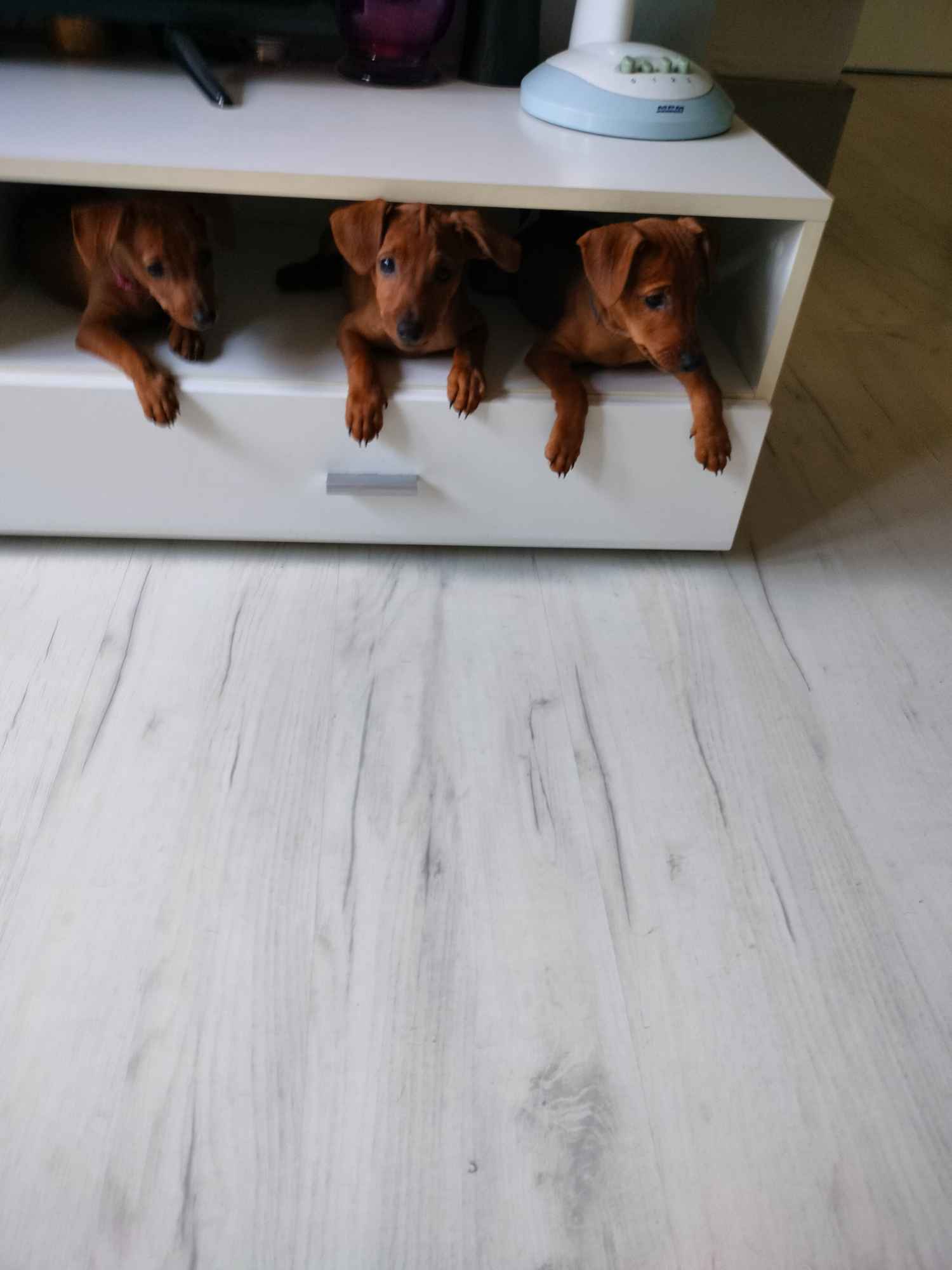 Pinczer miniaturowy z metryką FCI - rodowód ZKwP Wilda - zdjęcie 6