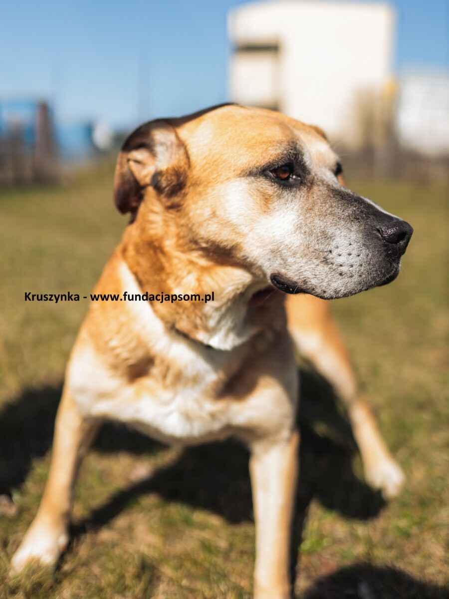 Kruszynka – dzielna, kochana sunia szuka swojego domu Olsztyn - zdjęcie 6