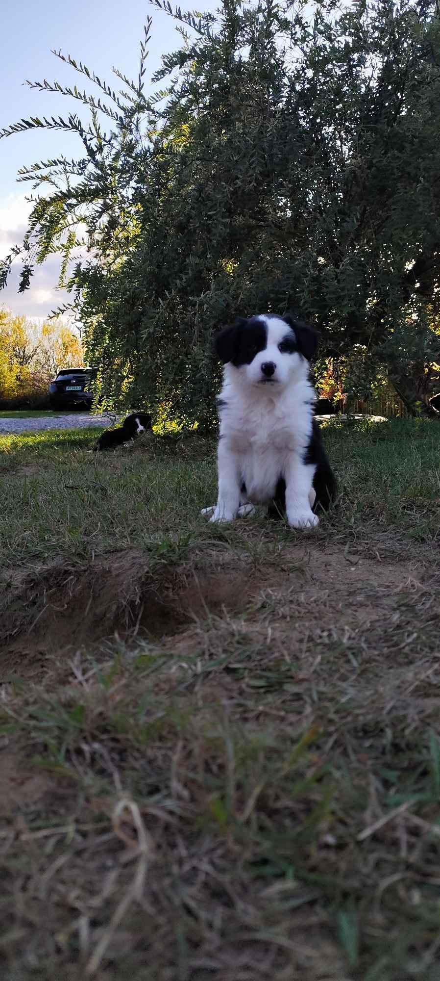 BORDER COLLIE Radom - zdjęcie 3