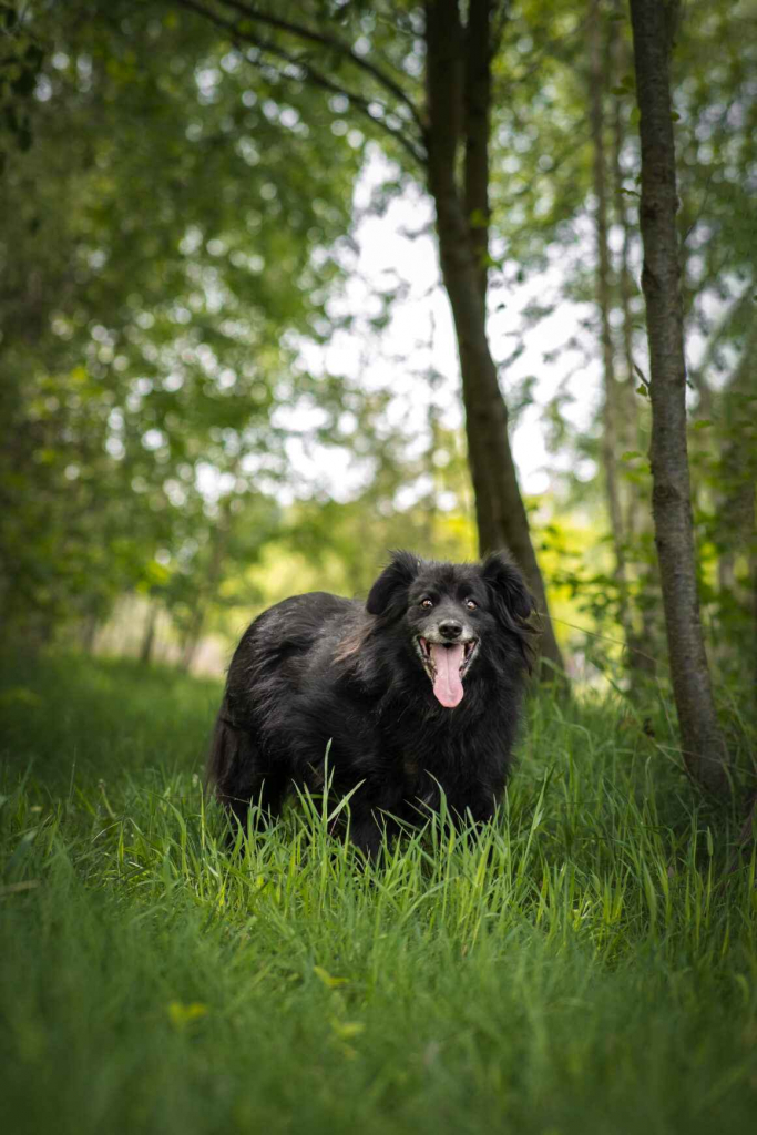 Piękny Leopold, uratuj go zza krat! Olsztyn - zdjęcie 1