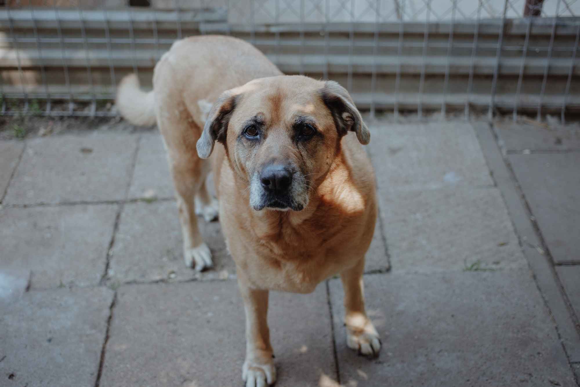 Suzi - domowa, wychowana suczka szuka domu! Olsztyn - zdjęcie 3