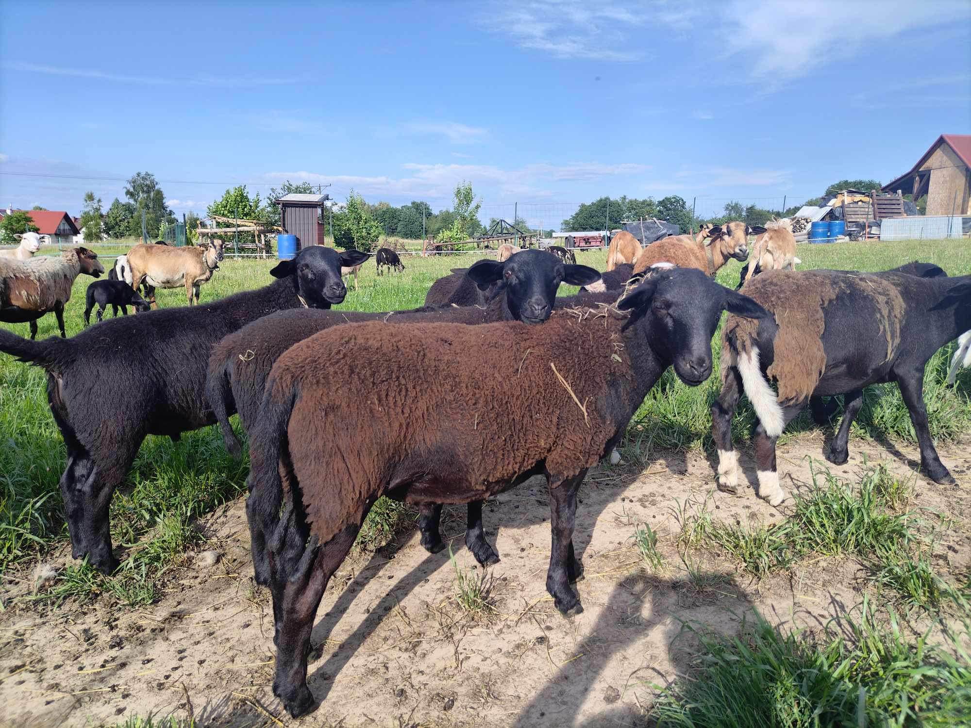 Baran owca Kamerun Dorper Jawornik - zdjęcie 8